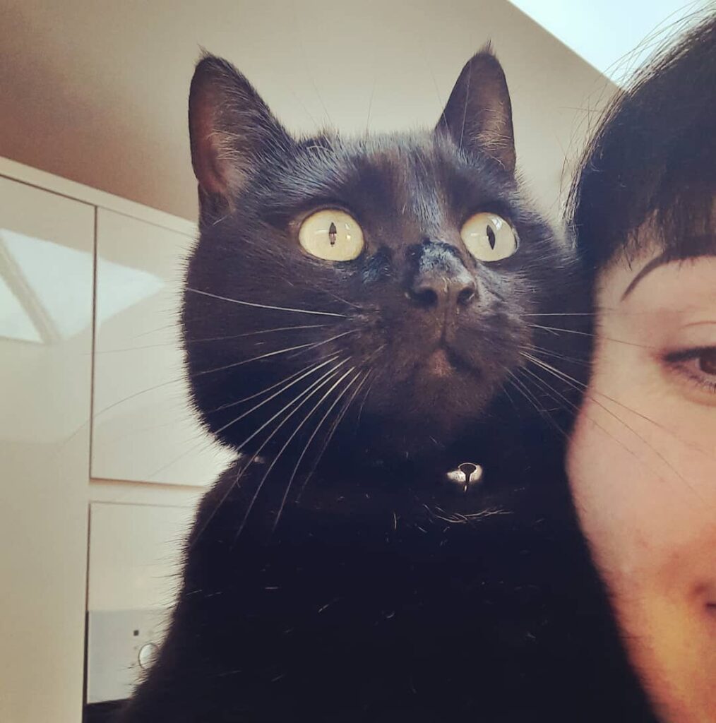 Farley the black cat