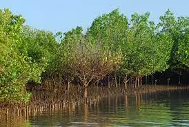 mangrove trees