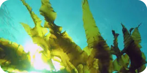 kelp