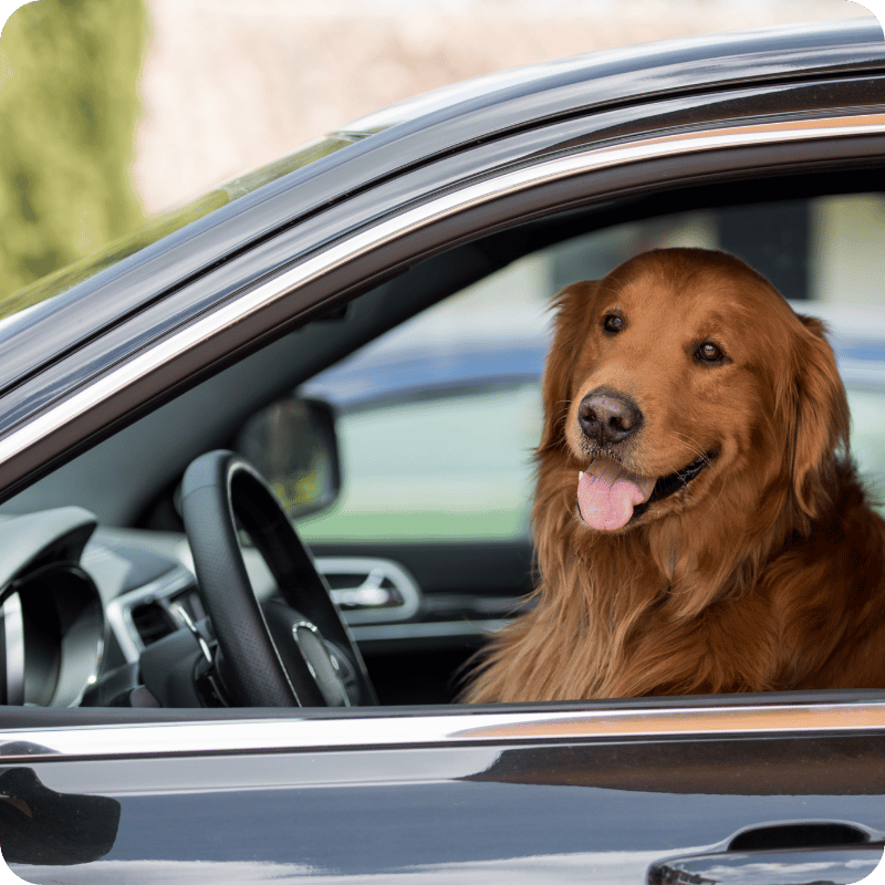 Summer driving survival guide (2)