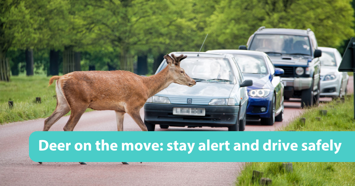 Stay alert for deer on the roads